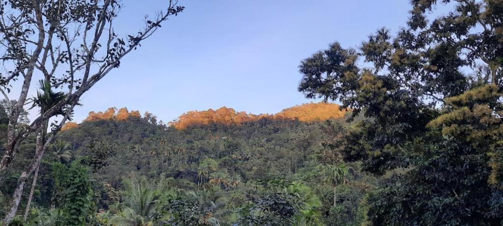 Linn View Home Stay Munnar Luaran gambar